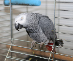 Cinci papagali au fost trimiși la izolare într-un parc zoologic pentru că înjurau vizitatorii