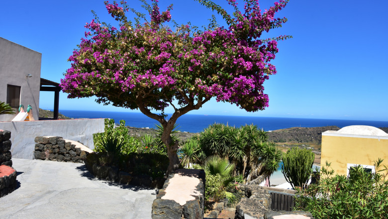 copac cu flori pe o insula italiana