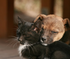 Un nou proiect privind protecția animalelor, discutat de Guvern. Consiliile județene și CGMB vor trebui să asigure adăposturi