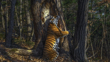 tigru siberian imbratisand un copac