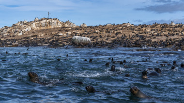 Pelican Point este o plaja cunoscuta pentru colonia de foci si delfini