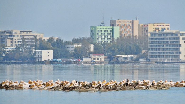 pelicani la Constanța