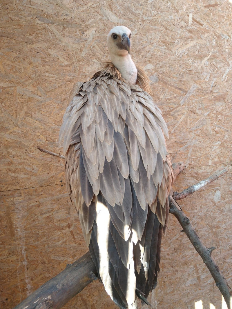 Pui de vultur sur adus la Centrul de la Reabilitare din Targu Mures