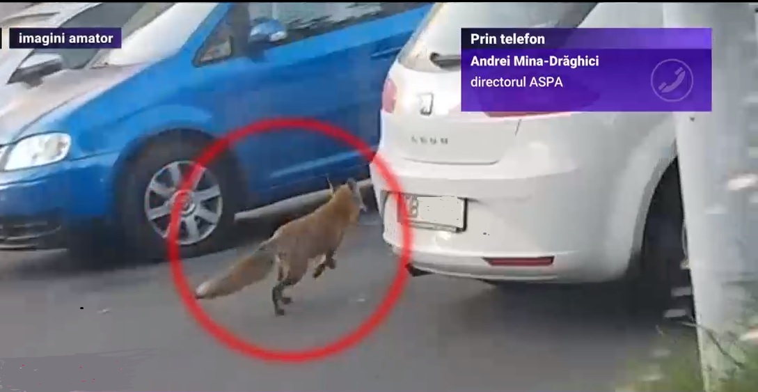 Încă o vulpe a fost filmată pe străzile din Capitală. Oficial ASPA: „Ar putea să fie o problemă”