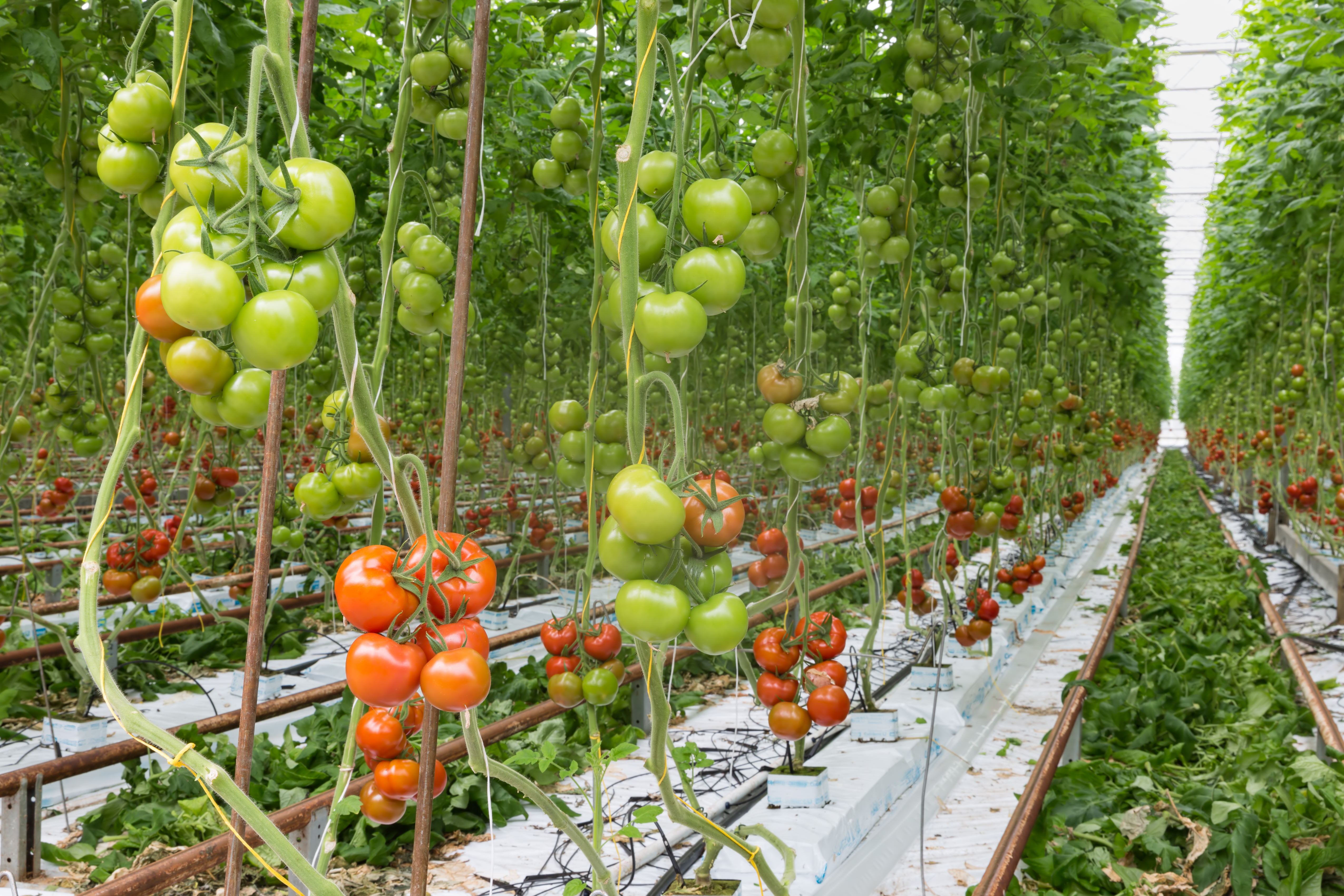 Europarlamentar austriac: Nu știu dacă ați văzut cum se cultivă roșiile în Olanda, de aceea nu au gust. Cele românești sunt fantastice!