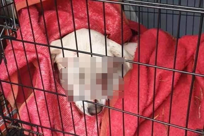 Scene revoltătoare într-o localitate din Timiș. Un bărbat întors de la o partidă de vânătoare a împușcat câinii unei vecine