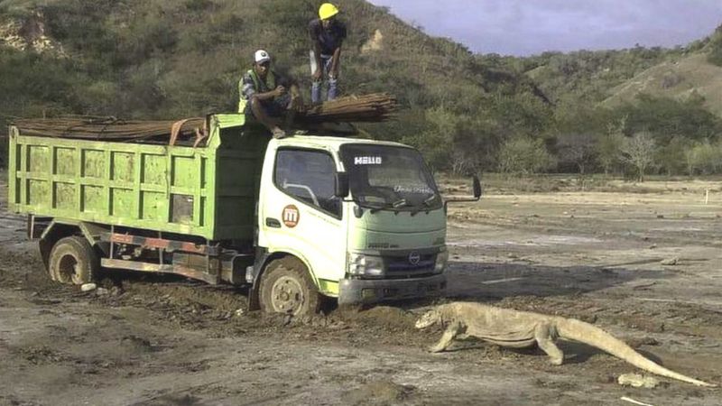 O fotografie virală provoacă îngrijorări. Ce se întâmplă, de fapt, în „Jurassic Park”din Indonezia