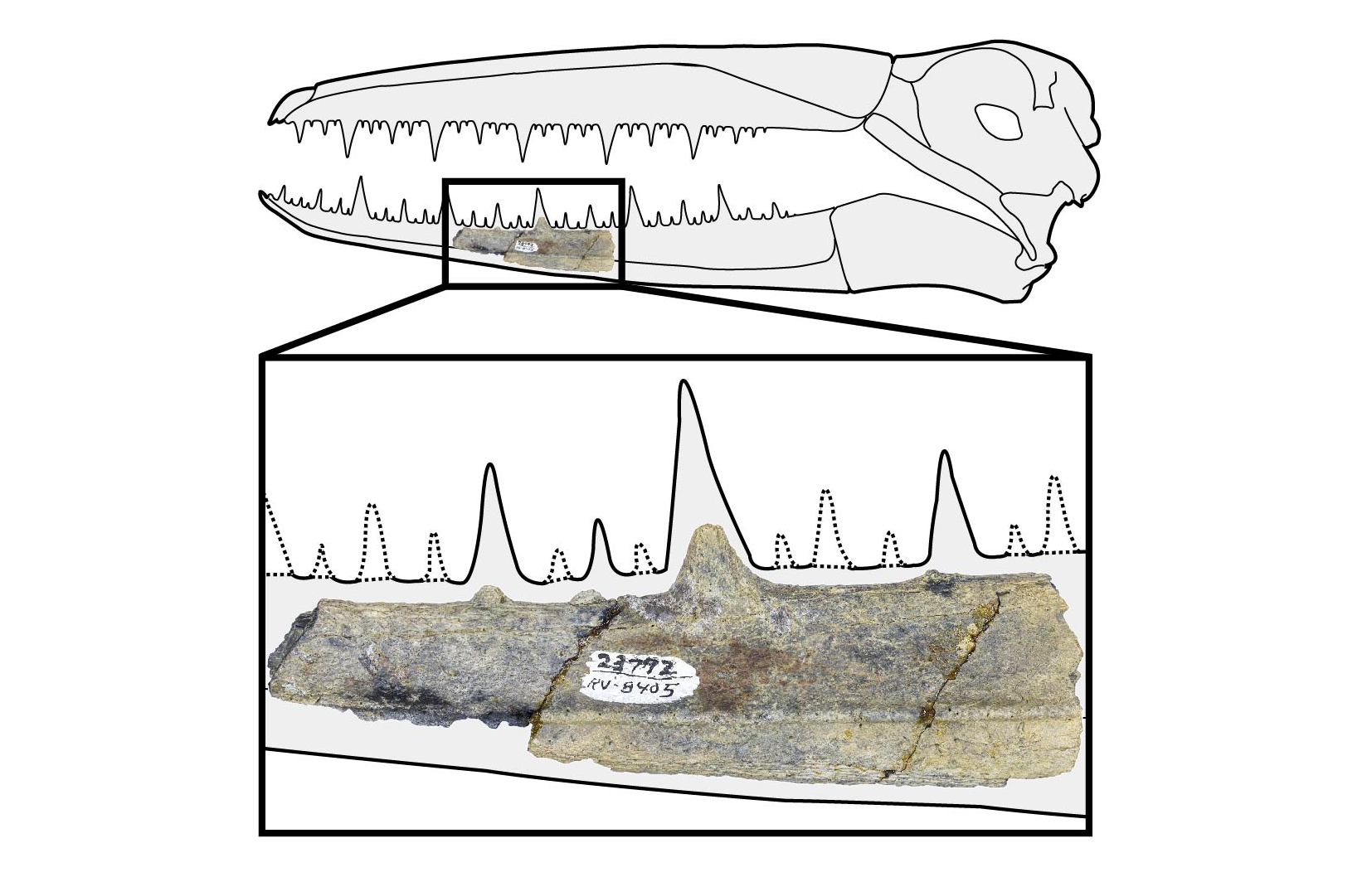 Pâmântul a fost dominat de păsări uriașe cu dinți ascuțiti după ce un asteroid a exterminat dinozaurii