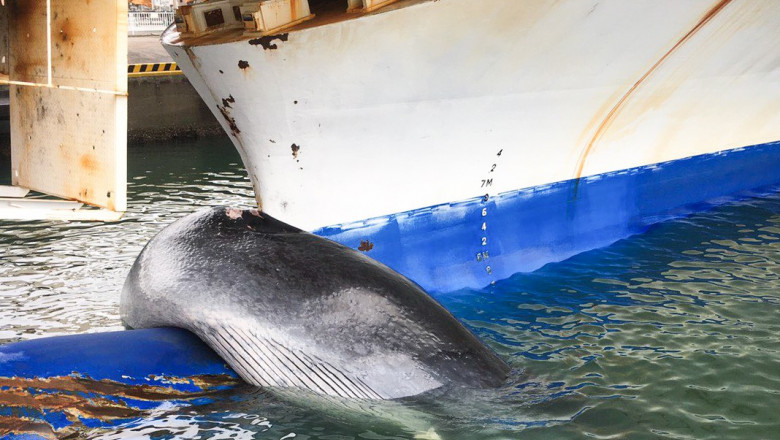 Balenă de 12 metri agățată și ucisă de un feribot