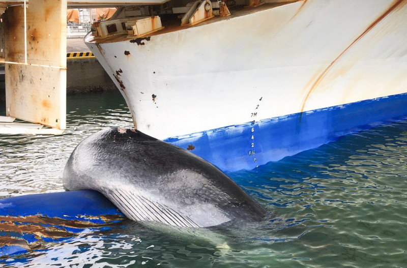 Heartbreaking moment 40ft long whale was found trapped on ferry in Japan