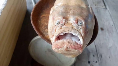Creatură marină bizară prinsă de un pescar, în Thailanda