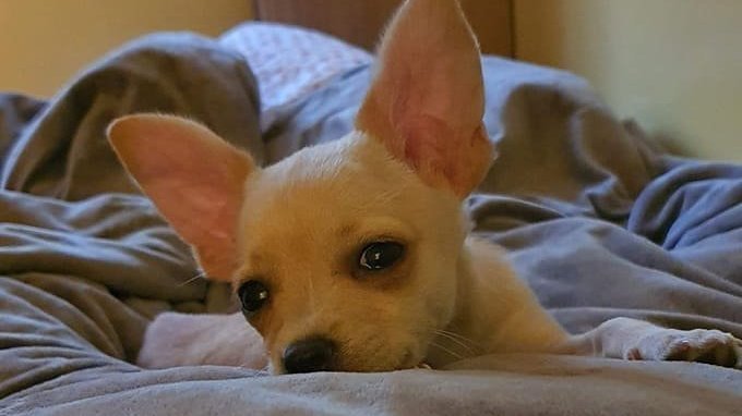 Un câine care urma să fie eutanasiat pentru că avea pașaport fals a fost salvat după intervenția lui Jean Claude Van Damme