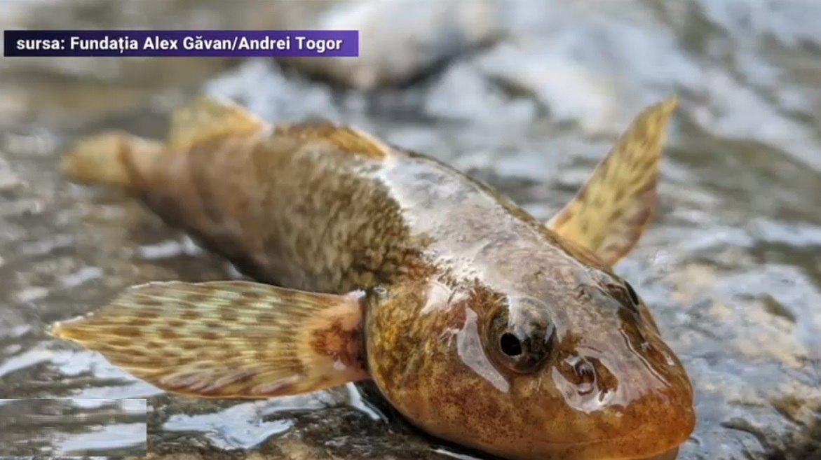 Cea mai rara specie de peste din Europa, considerata fosila vie, a reaparut intr-un rau din Romania