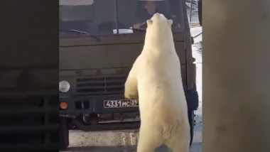 un urs polar se ridica cu picioarele din fata pe parbrizul unui camion