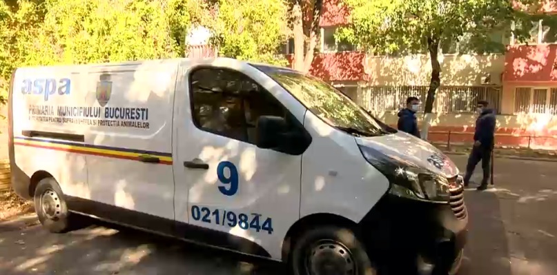 Operatiune de cautare mai putin obisnuita in Capitala. Buna ziua! Ati vazut cumva, pe aici, vreo vulpe?