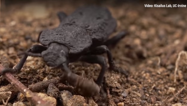 Gândacul indestructibil. Phloeodes diabolicus poate fi călcat de maşină fără să păţească nimic