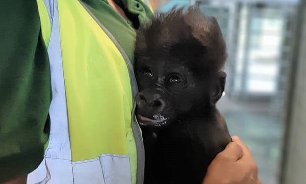 Un pui de gorilă a supraviețuit după ce îngrijitorii de la Zoo l-au hrănit cu biberonul