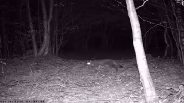 VIDEO. Imagini rare cu o pisică salbatică ieșită la vânătoare într-o pădure din Caraș Severin