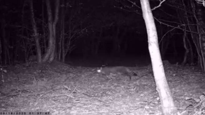 pisică salbatică ieșită la vânătoare într-o pădure din Caraș Severin