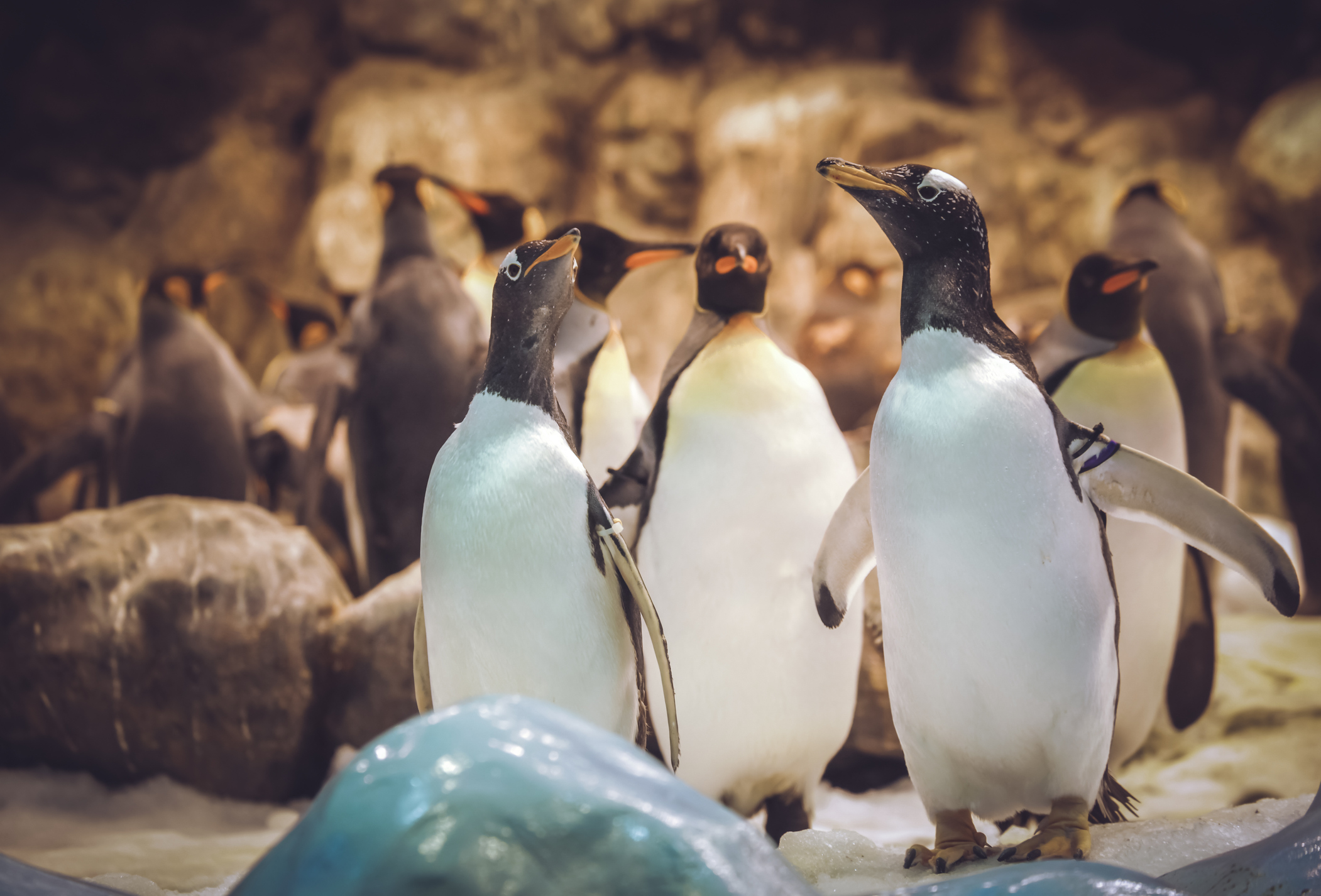 "Război" la un zoo din Olanda. Un cuplu de pinguini gay a furat toate ouăle unei alte perechi