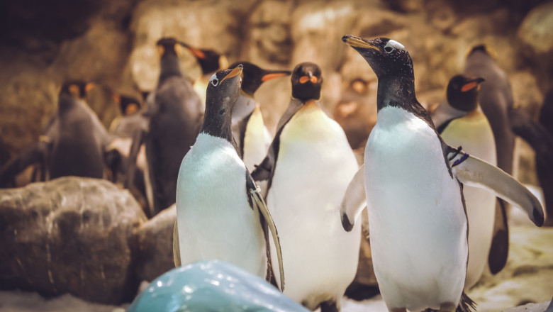 Pinguini gentoo, stand impreuna intr-un tarc din gradina zoologica.