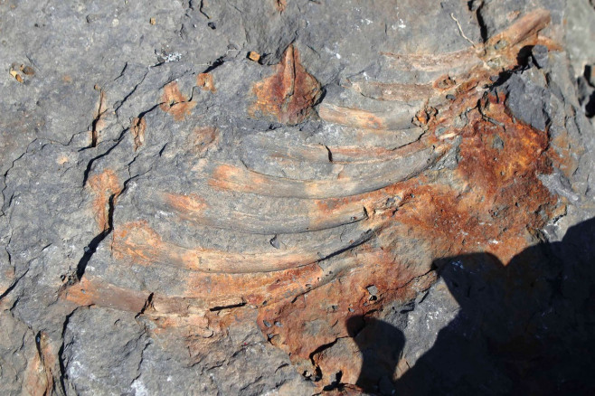 Three young children playing on shore find remains of 245-million-year-old marine monster from dinosaur age