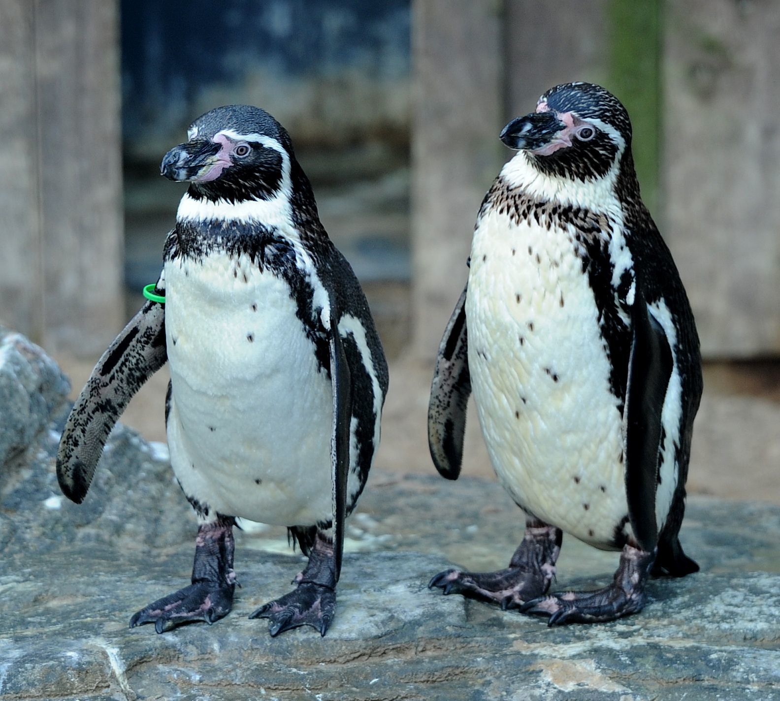 Un englez a furat doi pinguini de la Zoo şi i-a scos apoi la vânzare pe Facebook. Câţi ani de închisoare a primit