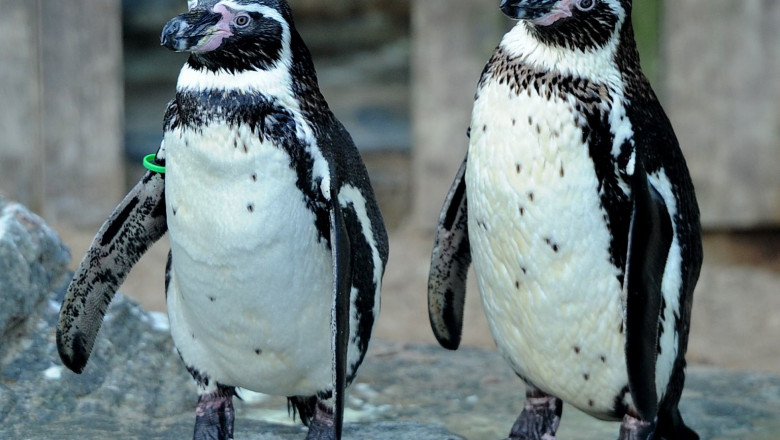 pinguini din specia Humboldt