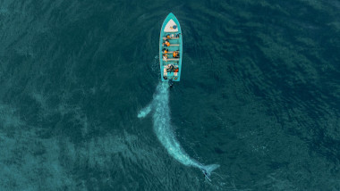 o balena impinge o barca