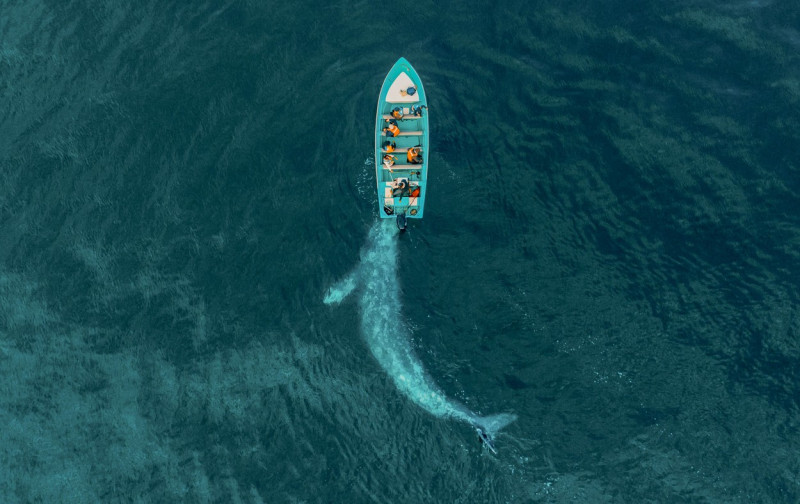 GRAY WHALE PUSHES BOAT