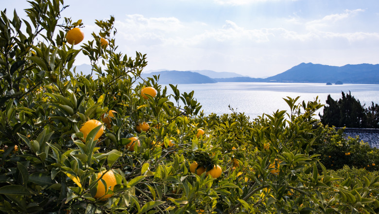 Mandarine japoneze