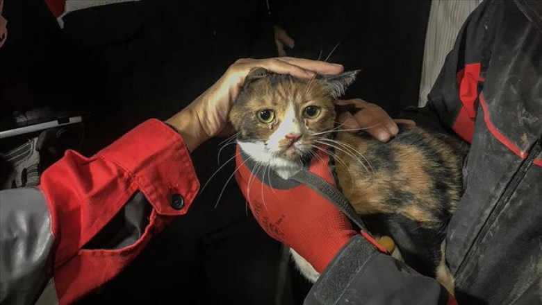 O pisică rănită a fost salvată de sub dărâmăturile unui bloc din Izmir de către un câine poliţist
