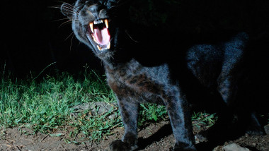 Leopard negru sau panteră neagră