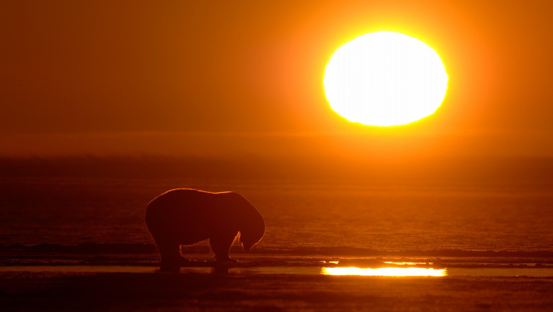 urs polar la apus de soare