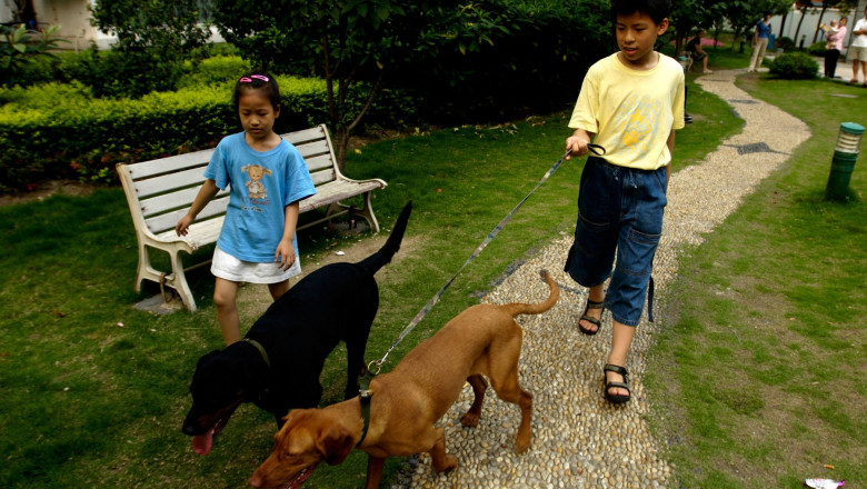 copii cu caini pe strada in china