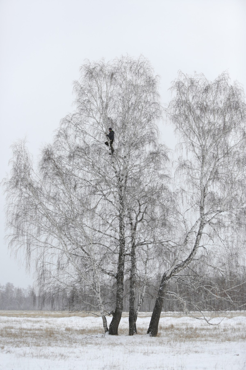 Ca să aibă internet pentru cursurile online, un student se urcă într-un copac, la 8 metri înălțime