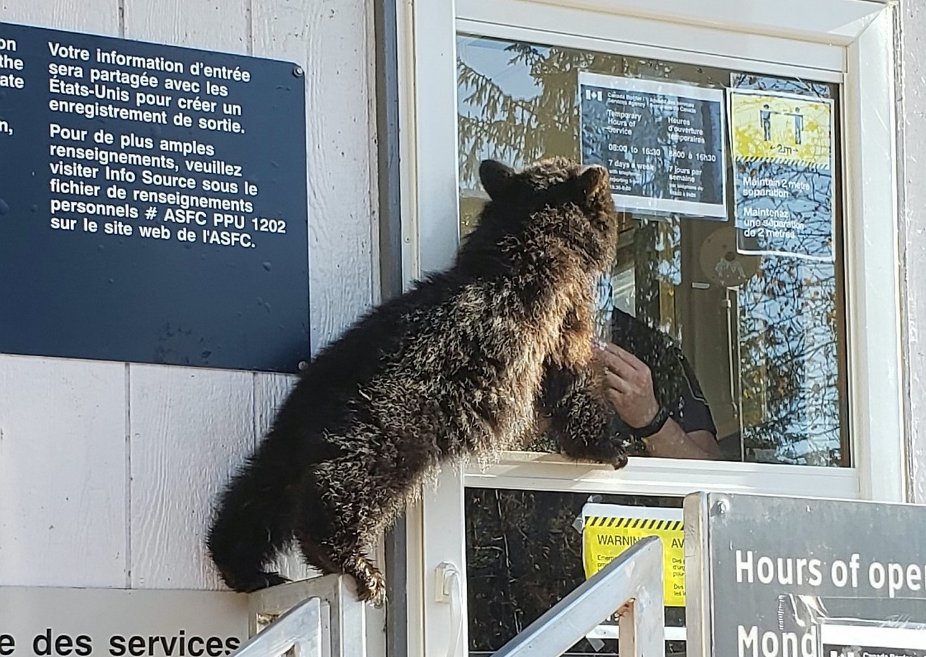 Un pui de urs flamand si subnutrit cere de mancare intr-un punct de frontiera dintre SUA si Canada