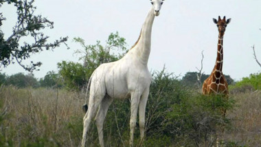 singura girafa alba din lume traieste in kenya