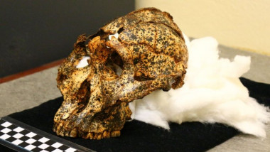 craniu vechi de 2 miloarde de ani