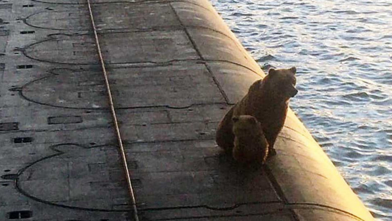 o ursoaica si puiul ei stau pe puntea unui submarin rusesc