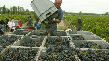 Hot French Summer Promises A Vintage Year In Bordeaux Region