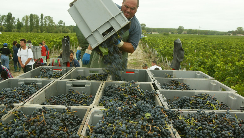 Hot French Summer Promises A Vintage Year In Bordeaux Region