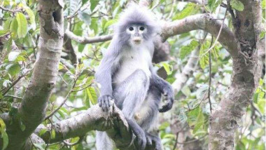 mainuta popa langur