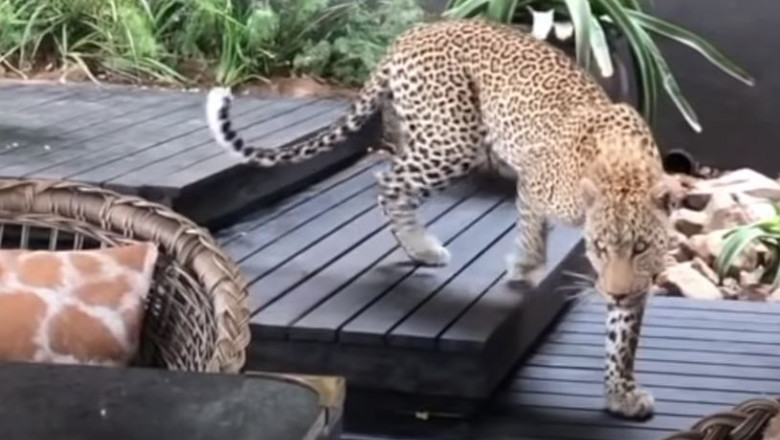 leopard in restaurant