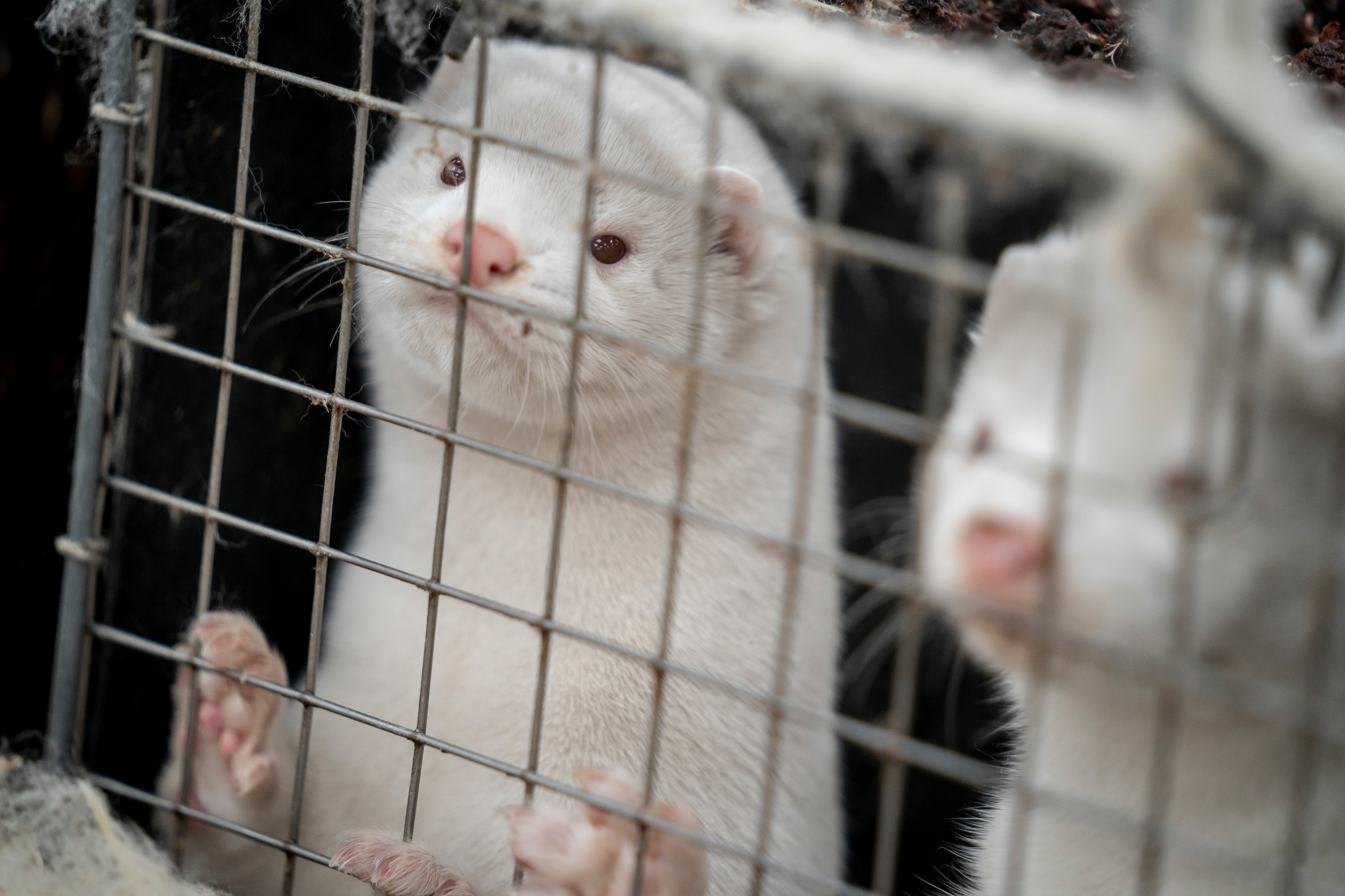 Nurcile au dat jos guvernul Danemarcei. Scandalul animalelor ucise cu milioanele declanșează alegeri anticipate