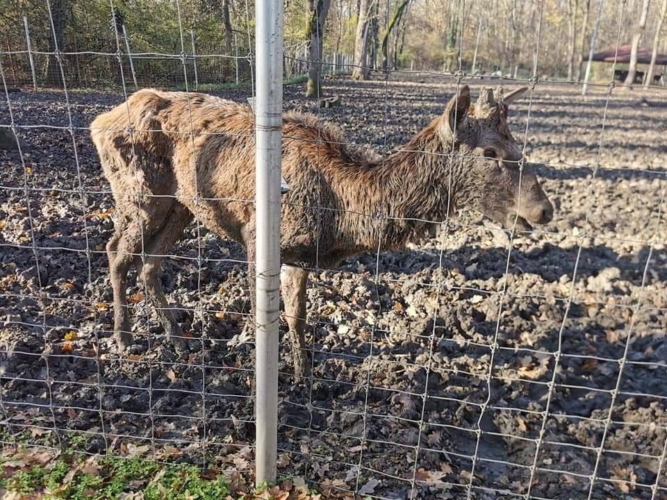 Gradina zoologica din Timisoara va fi inchisa, dupa aparitia unor imagini revoltatoare cu un caprior