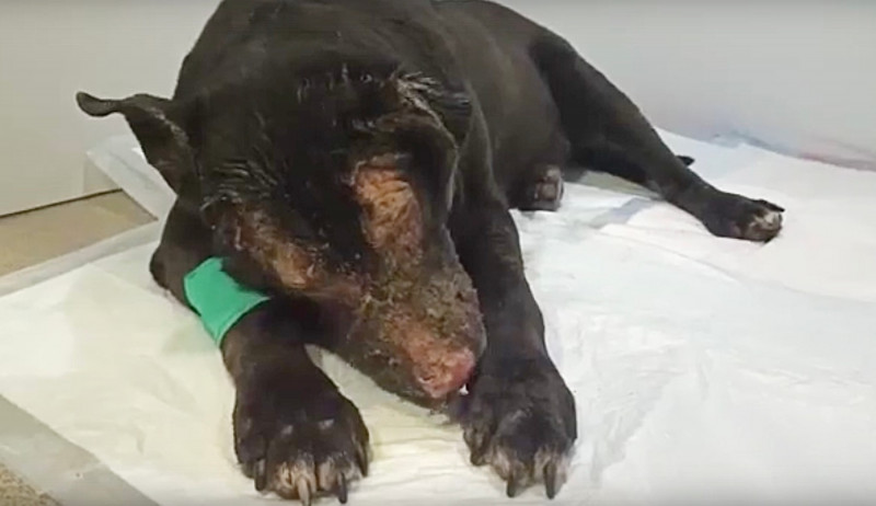 A hero dog is recovering from severe burns after raising the alarm on an horrific fire which saved four terminally ill people in a hospice.
The animal barked to alert her female owner about the inferno, running into the burning building in Russia’s Leni