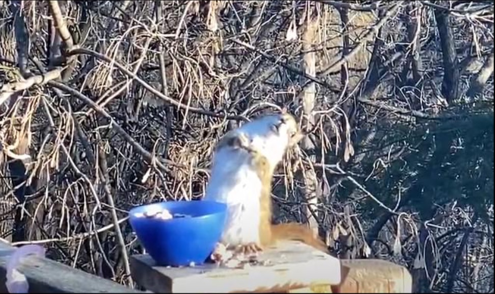 VIDEO. Veveriță turmentată, după ce a mâncat prea multe pere fermentate
