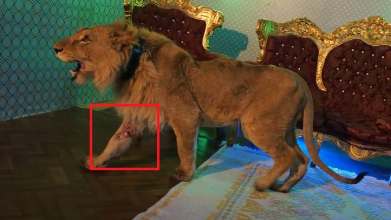 Leul care apare in videoclipul lui Dani Mocanu