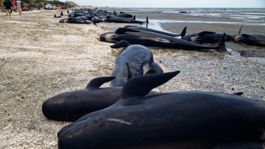 Balene eșuate pe o plaja din Noua Zeelandă.